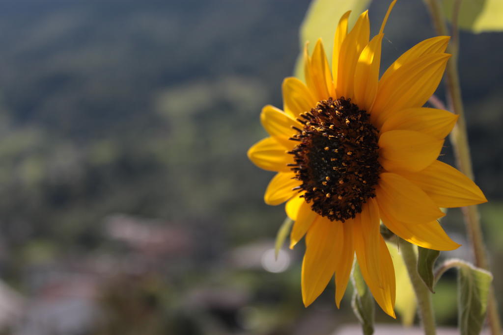 Ferienwohnung Il Girasole Baceno Exterior foto